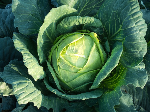 farting in sleep cabbage